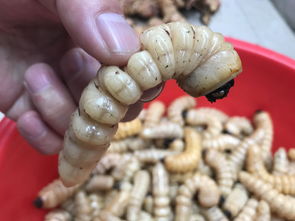泡泡大作战游戏手机游戏 